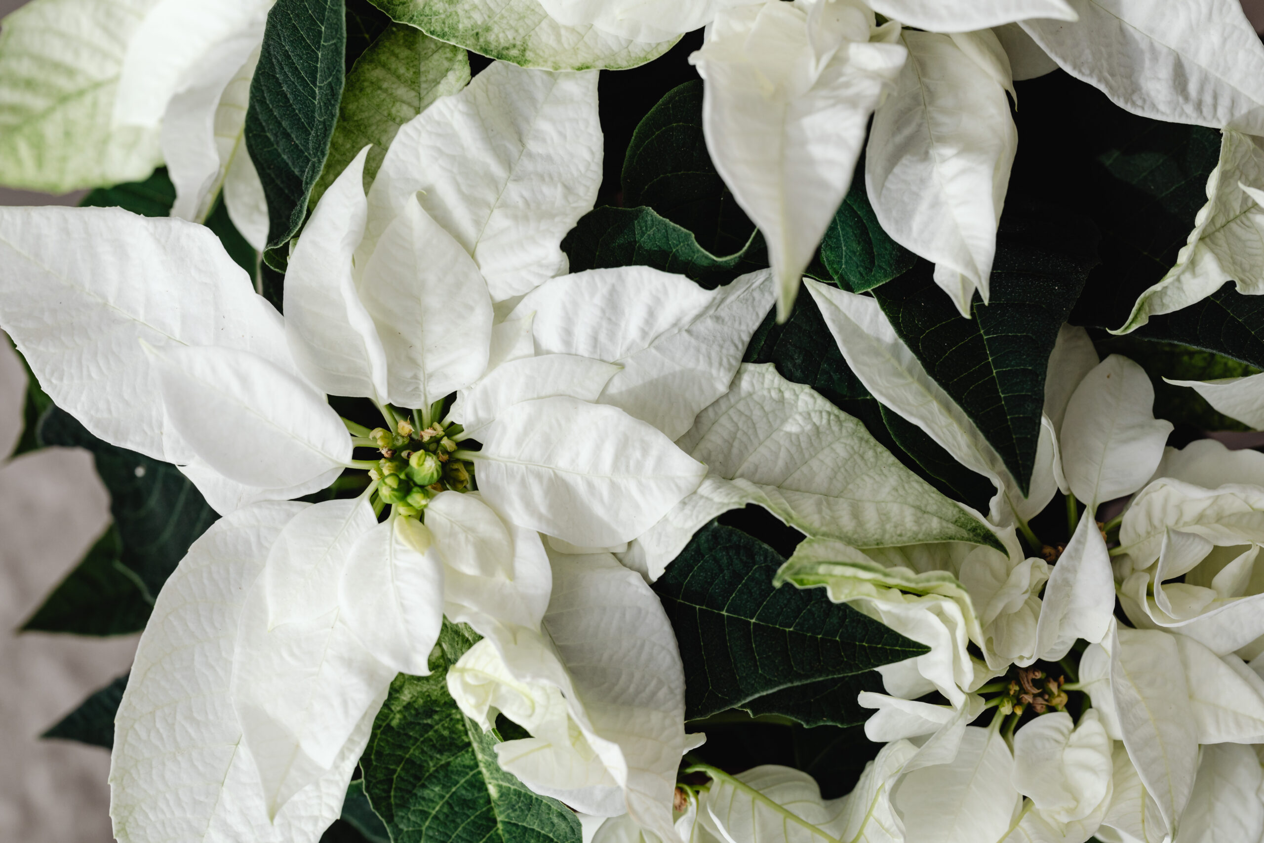 Christmas - End of Year Wrapup